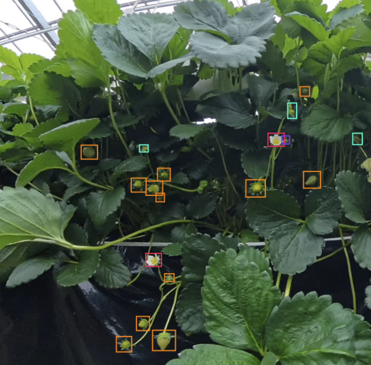 いちご株の果実と花を検出した解析画像