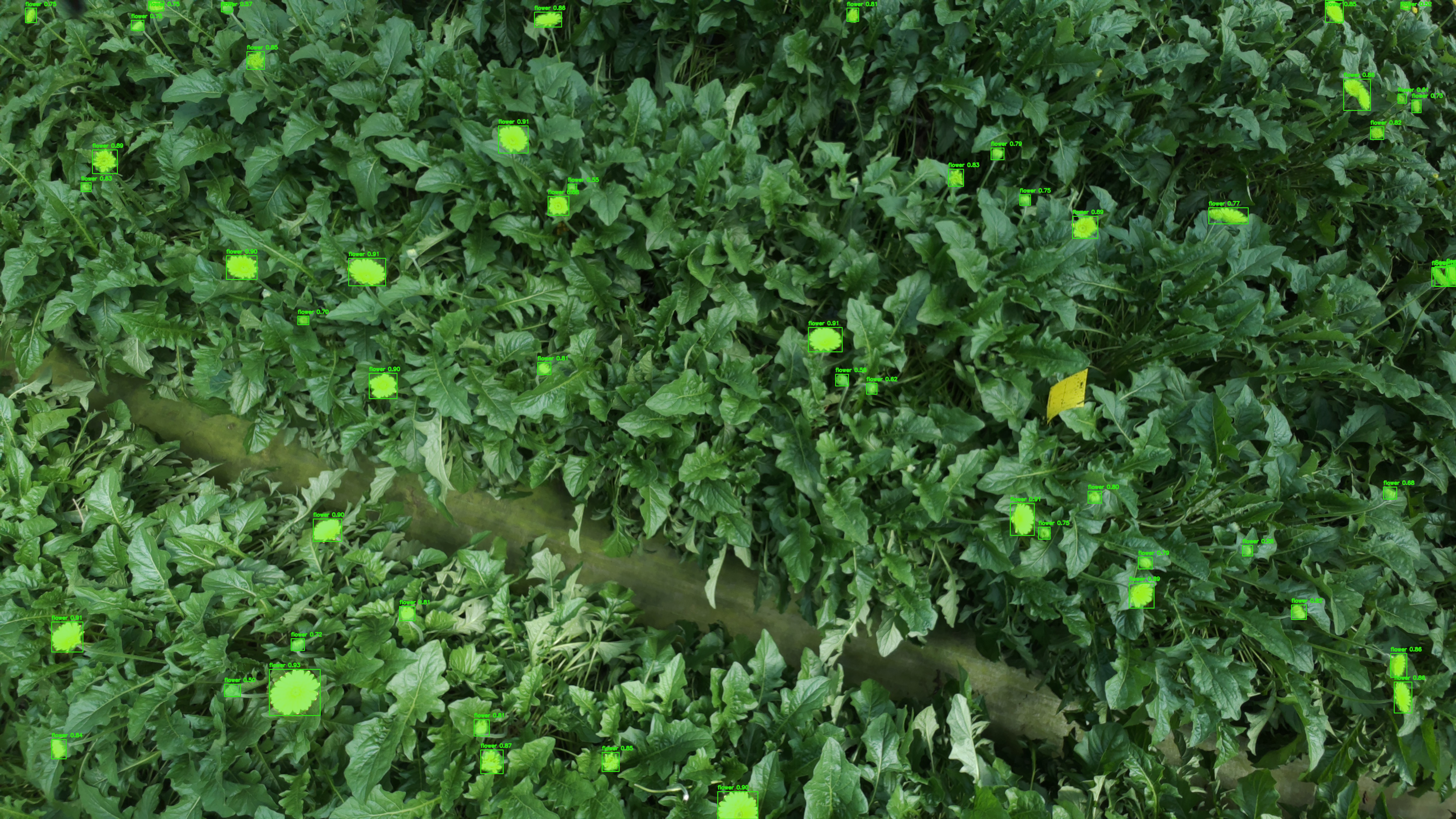 圃場画像から植物の花を広域検出した解析画像